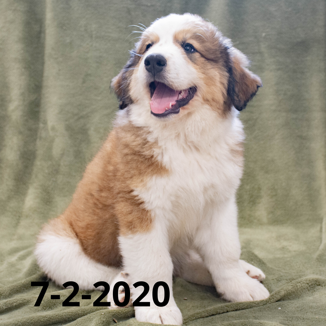 Joey (Sold) Male Great Bernese Puppy