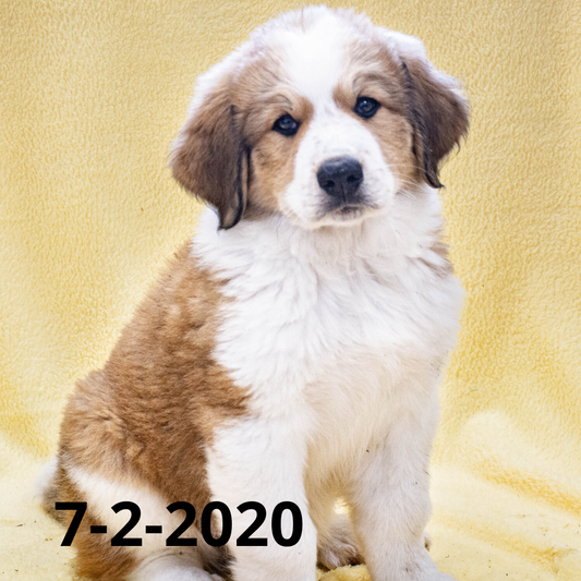 Phoebe (Sold) Female Great Bernese Puppy