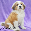 Rachel (Sold) Female Great Bernese Puppy