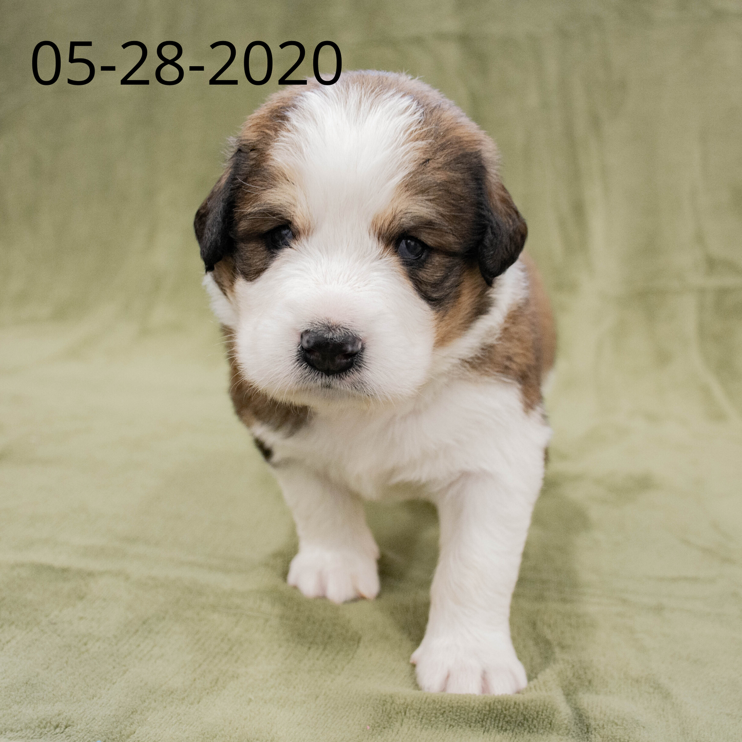 Joey (Sold) Male Great Bernese Puppy