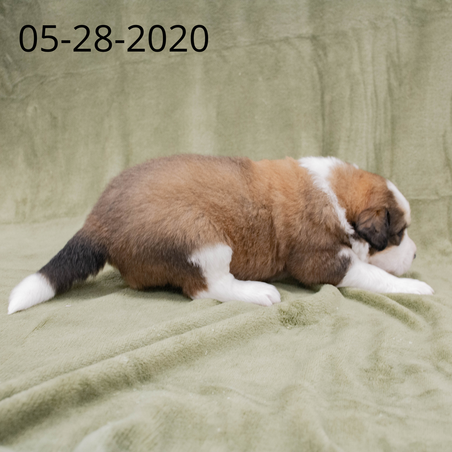 Joey (Sold) Male Great Bernese Puppy
