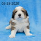 Monica (Sold) Female Great Bernese Puppy