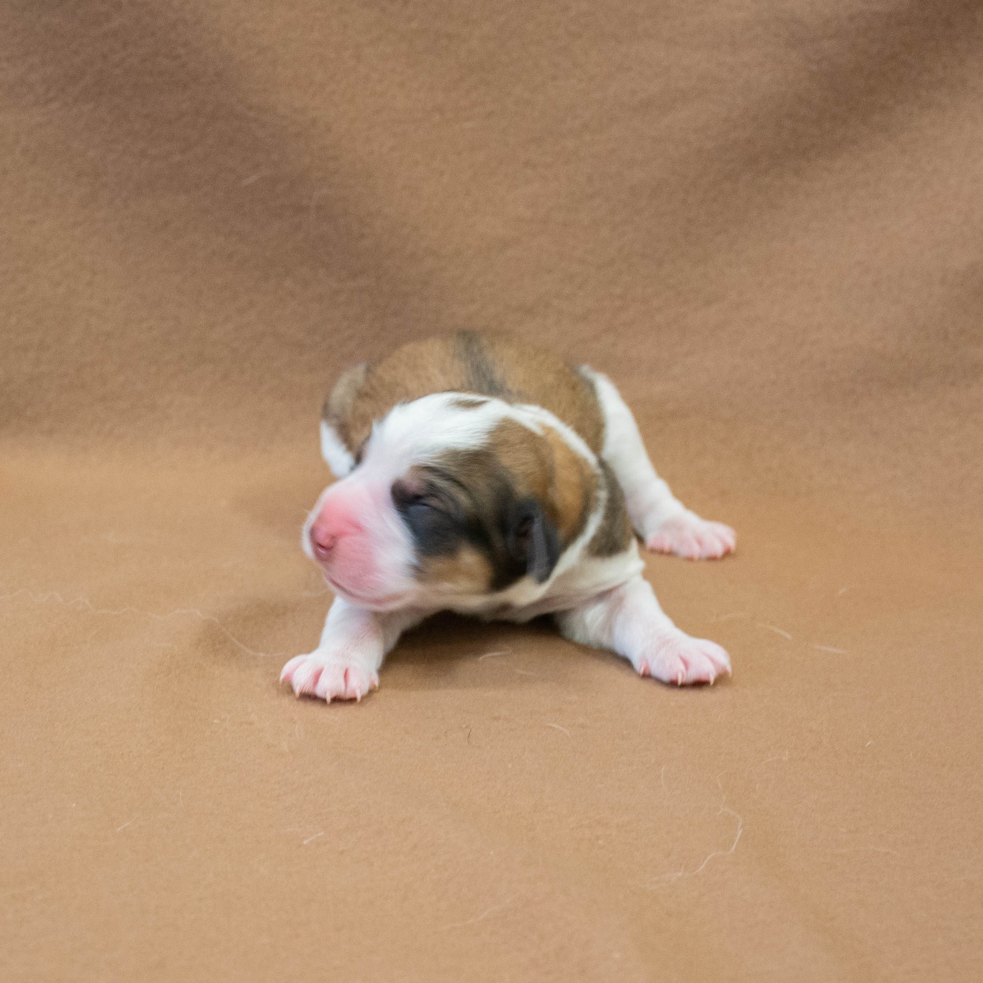 Great Bernese Puppy 