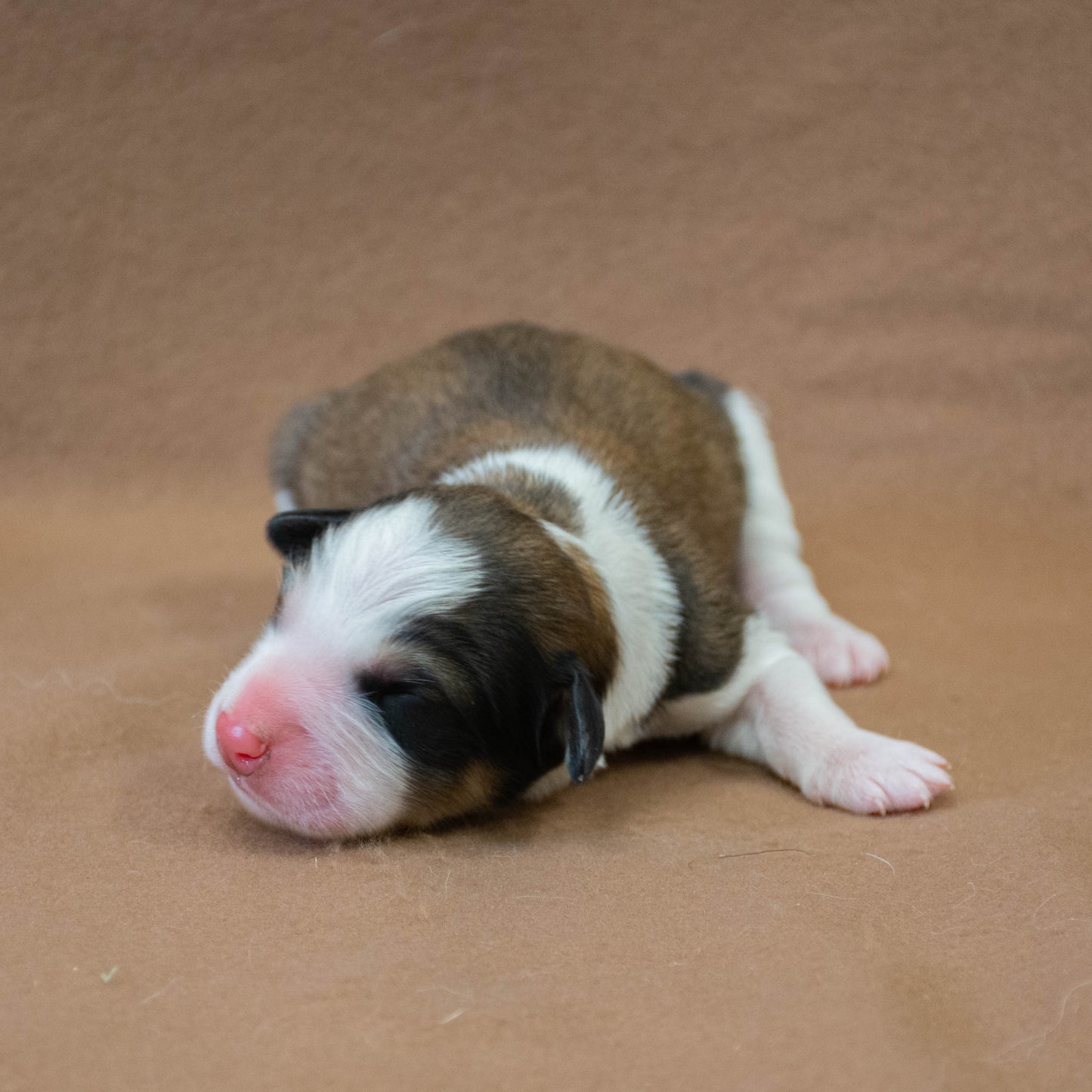 Great Bernese Puppy 