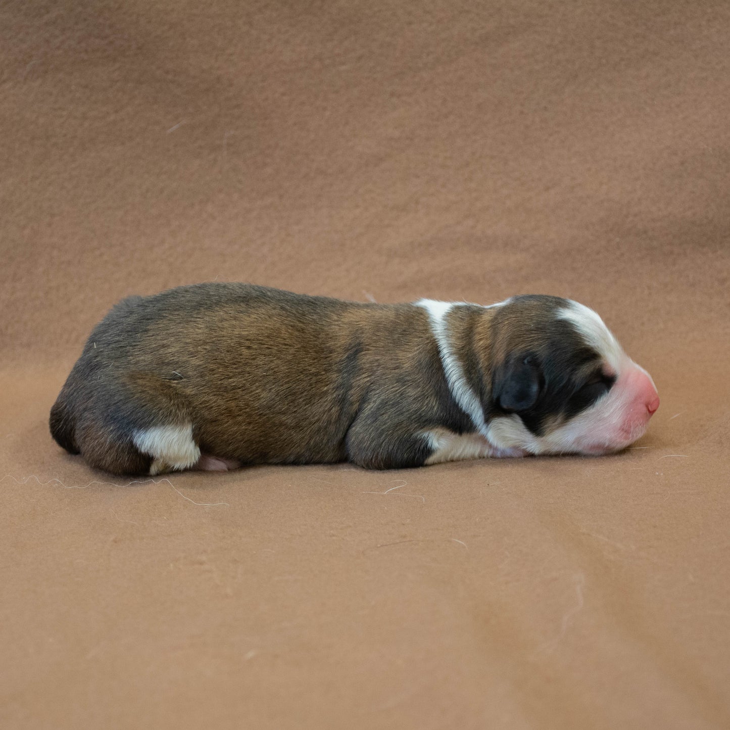 Great Bernese Puppy lying sideways