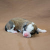 Great Bernese Puppy lying sideways