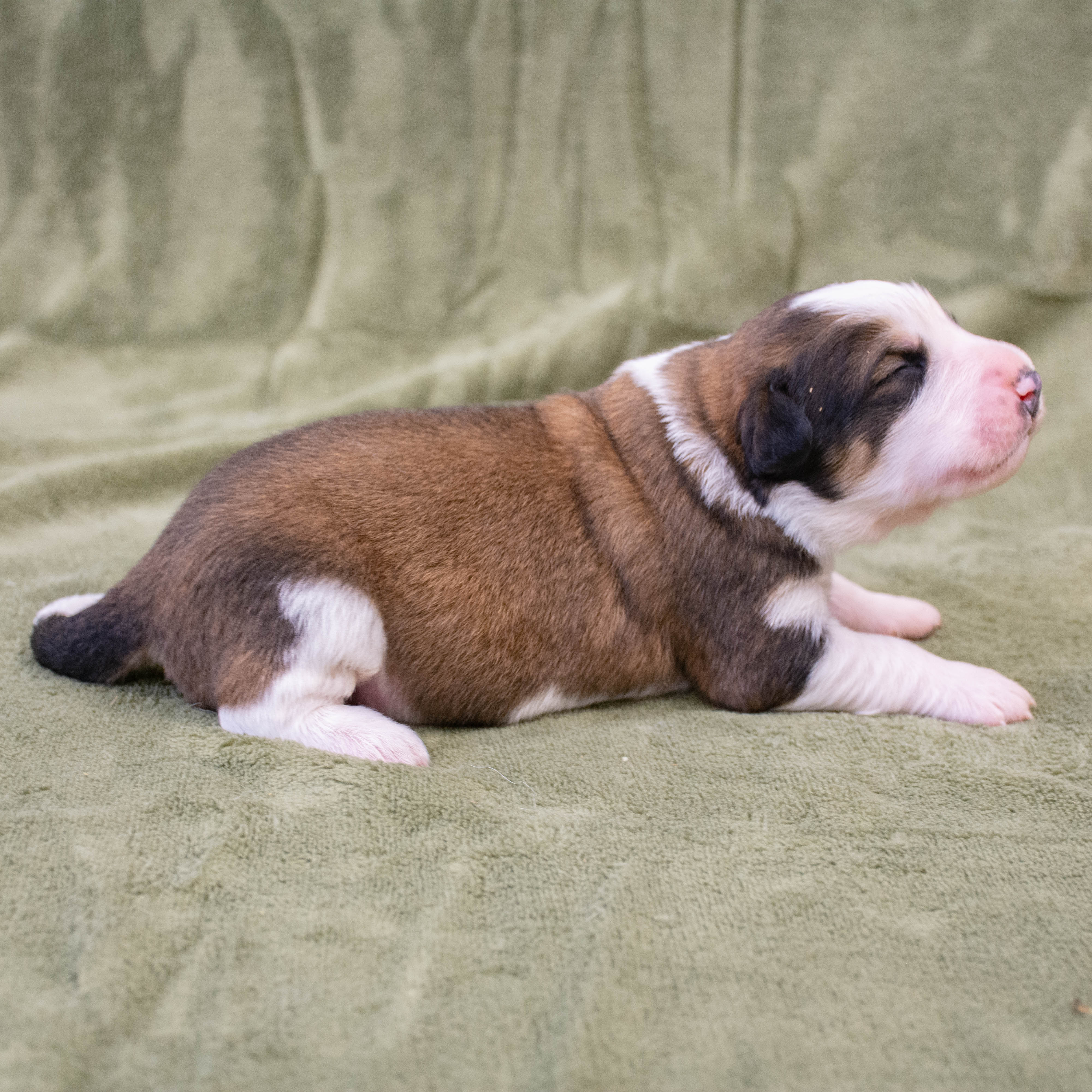 Great Bernese Puppy for Sale lying side ways