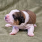Great Bernese Puppy for Sale