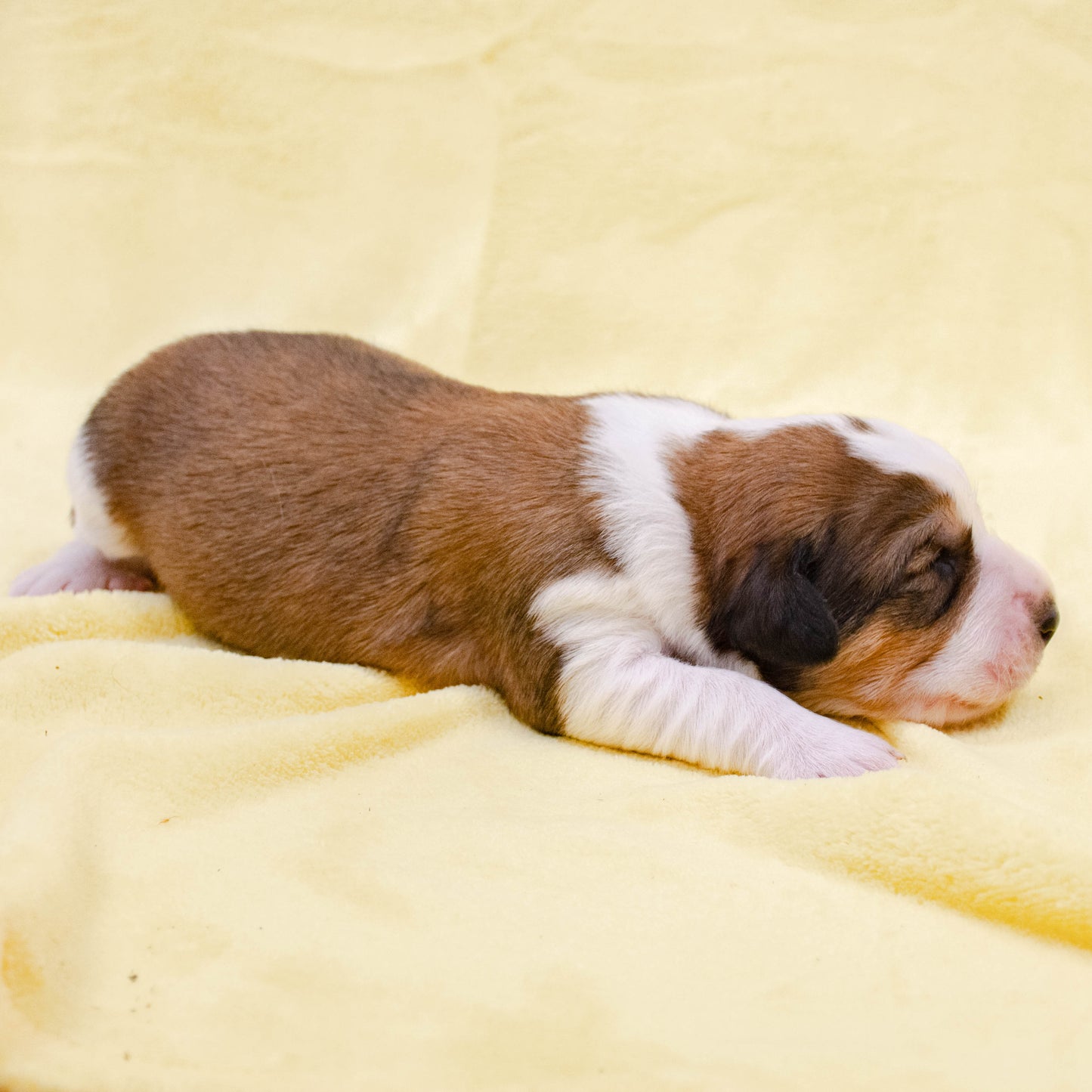 Great Bernese Puppy for Sale lying side ways