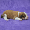 Great Bernese Puppy for Sale lying side ways