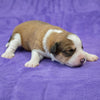 Great Bernese Puppy for Sale