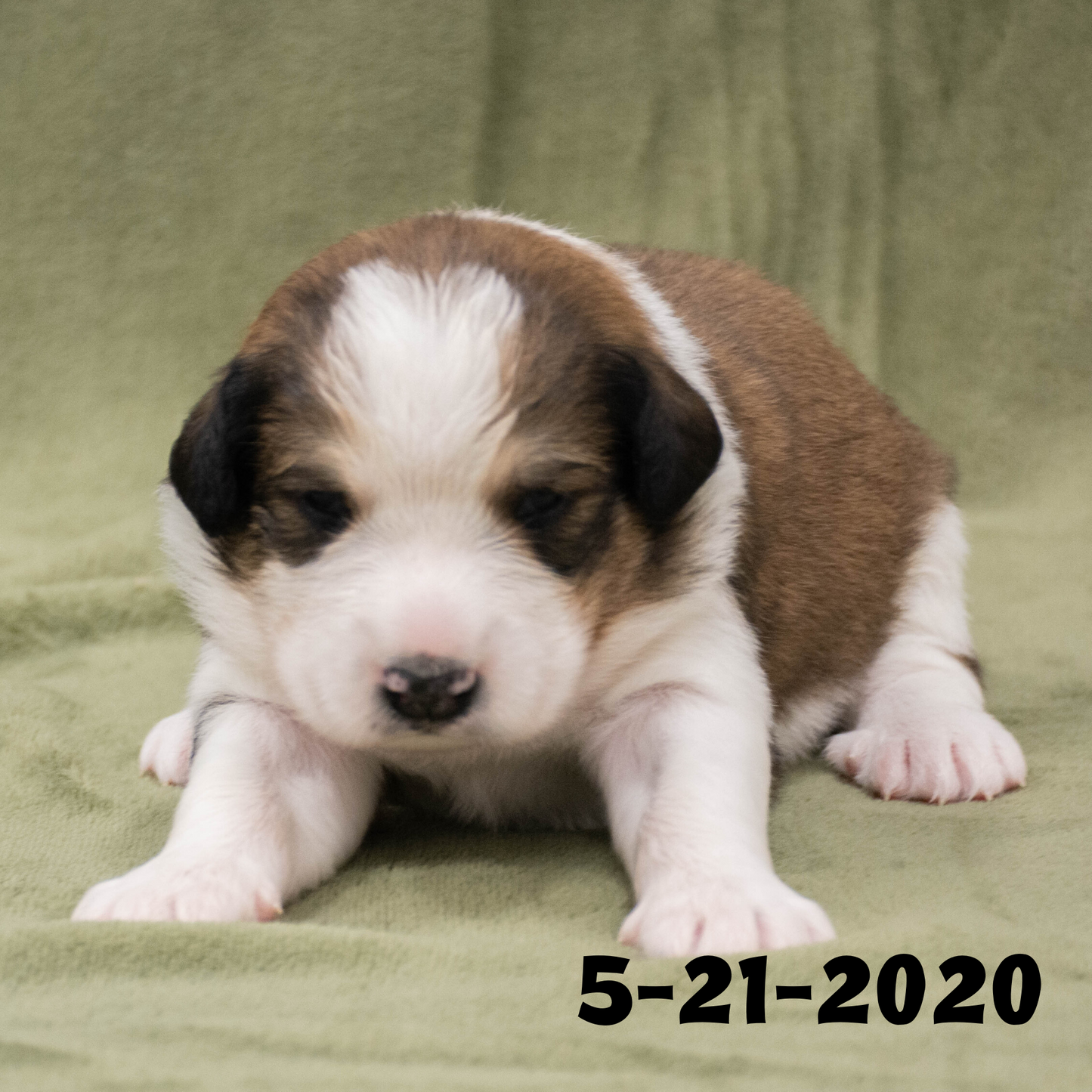 Joey (Sold) Male Great Bernese Puppy