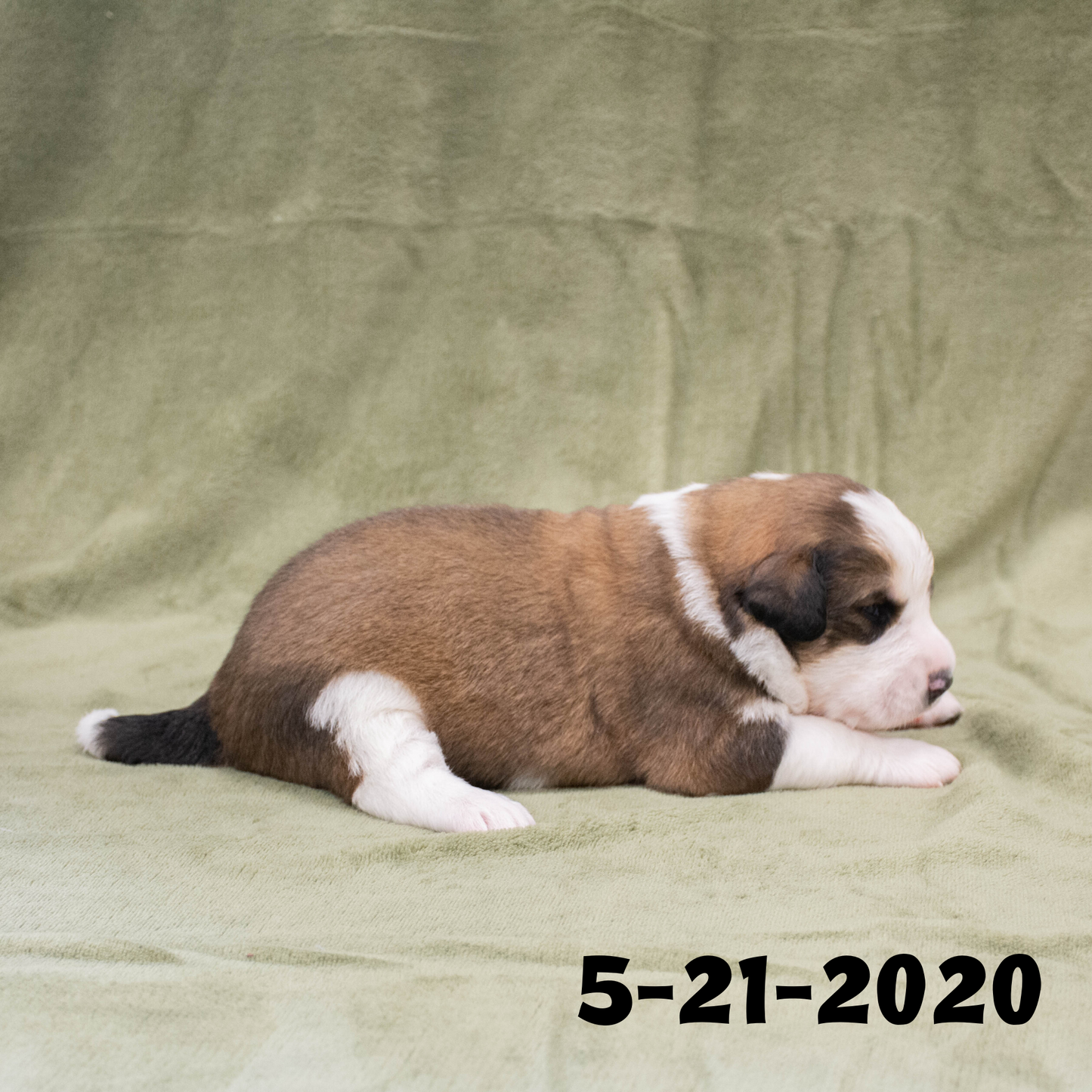 Joey (Sold) Male Great Bernese Puppy