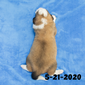 Monica (Sold) Female Great Bernese Puppy