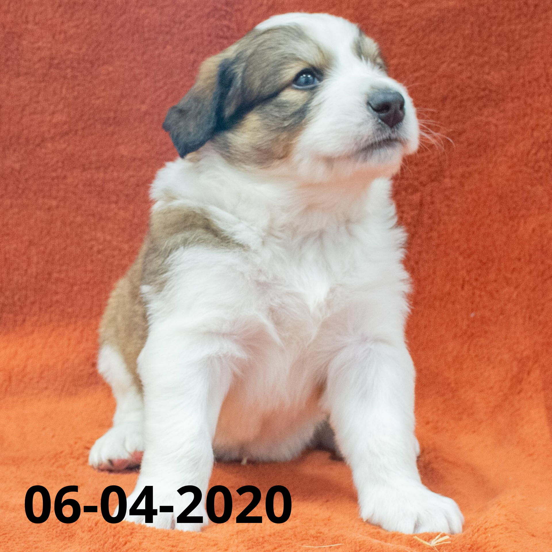Chandler Male Great Bernese Puppy