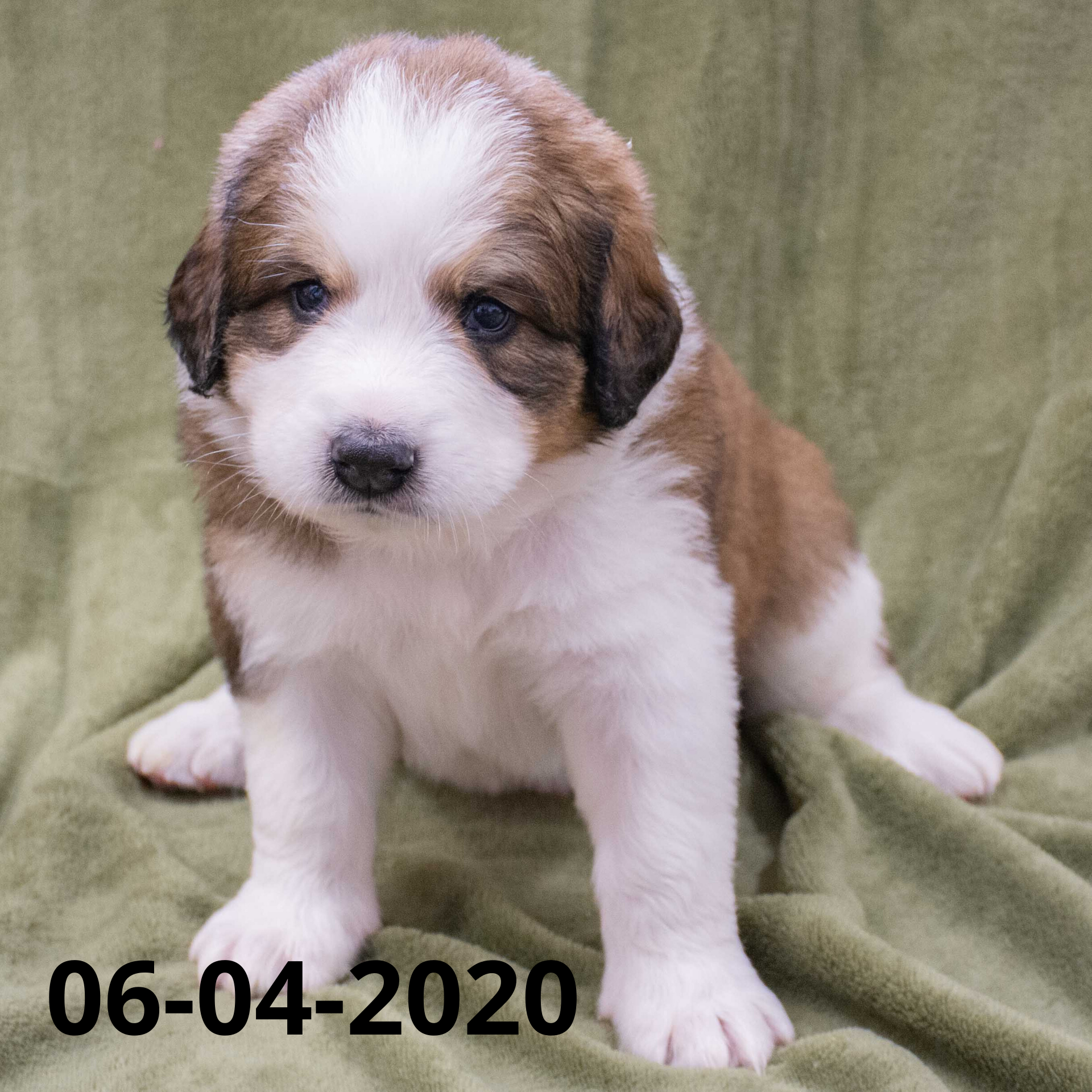 Joey (Sold) Male Great Bernese Puppy