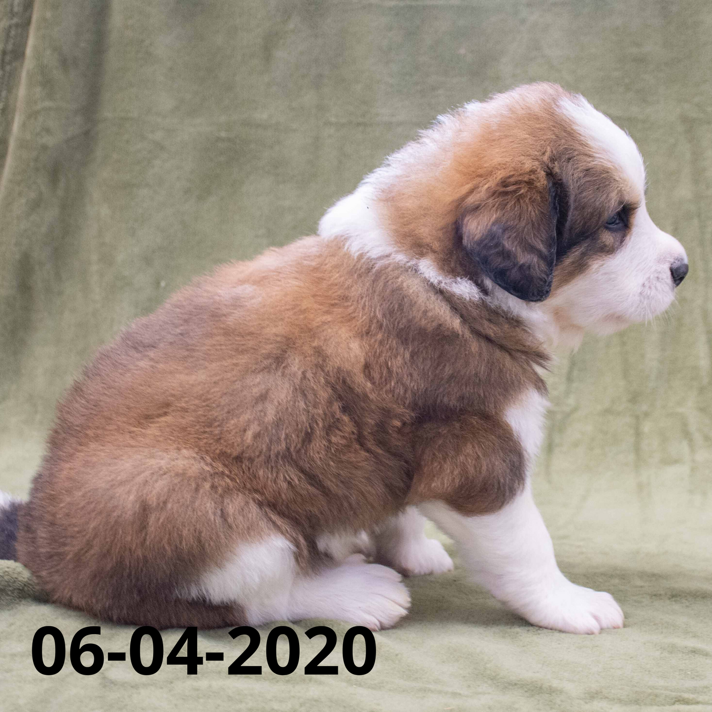 Joey (Sold) Male Great Bernese Puppy