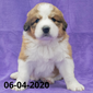 Rachel (Sold) Female Great Bernese Puppy