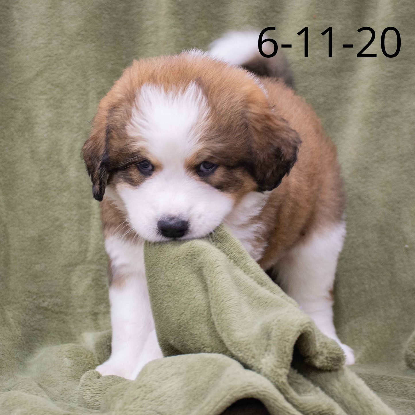 Joey (Sold) Male Great Bernese Puppy