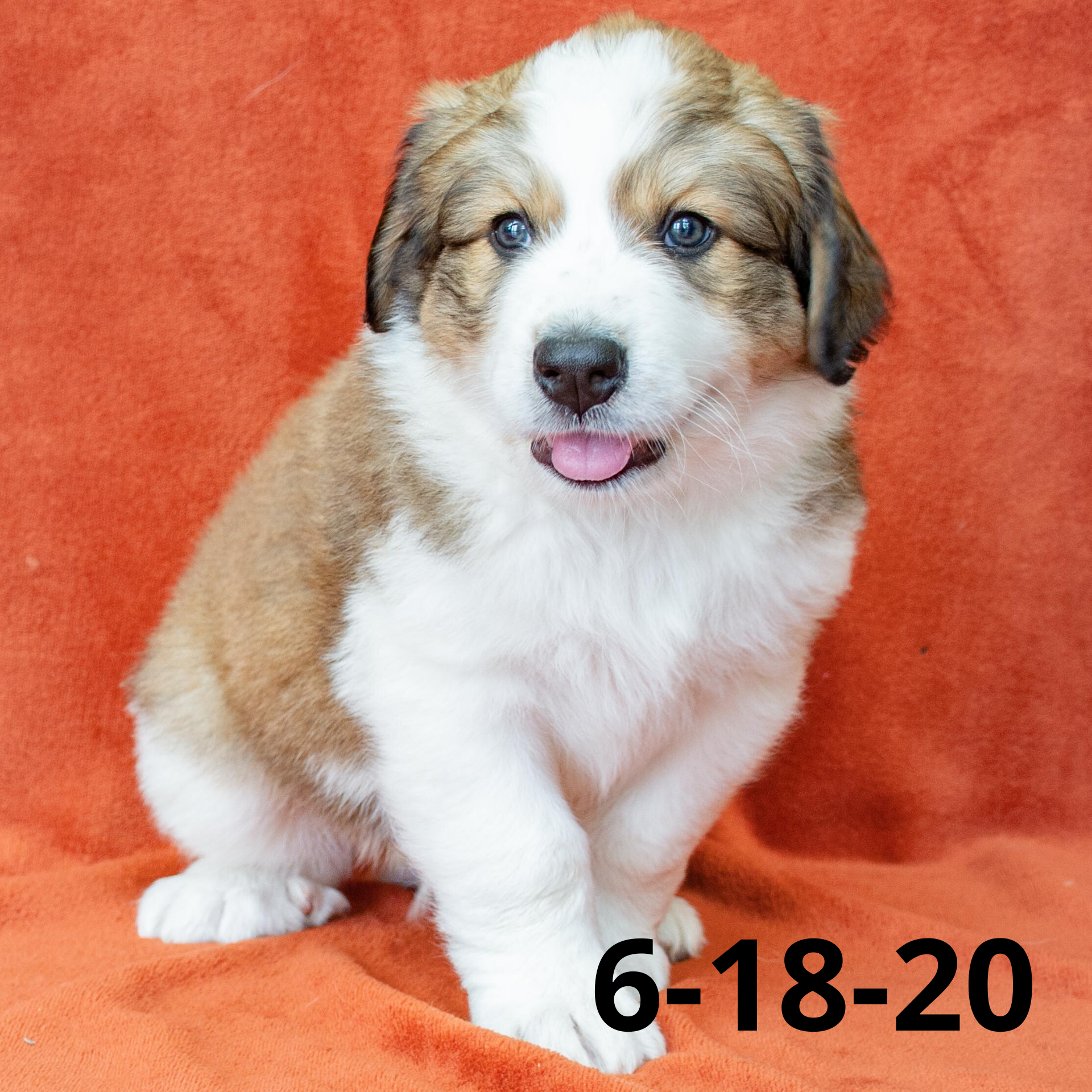 Chandler (Sold) Male Great Bernese Puppy