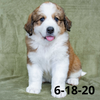 Joey (Sold) Male Great Bernese Puppy