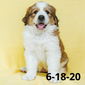 Phoebe (Sold) Female Great Bernese Puppy