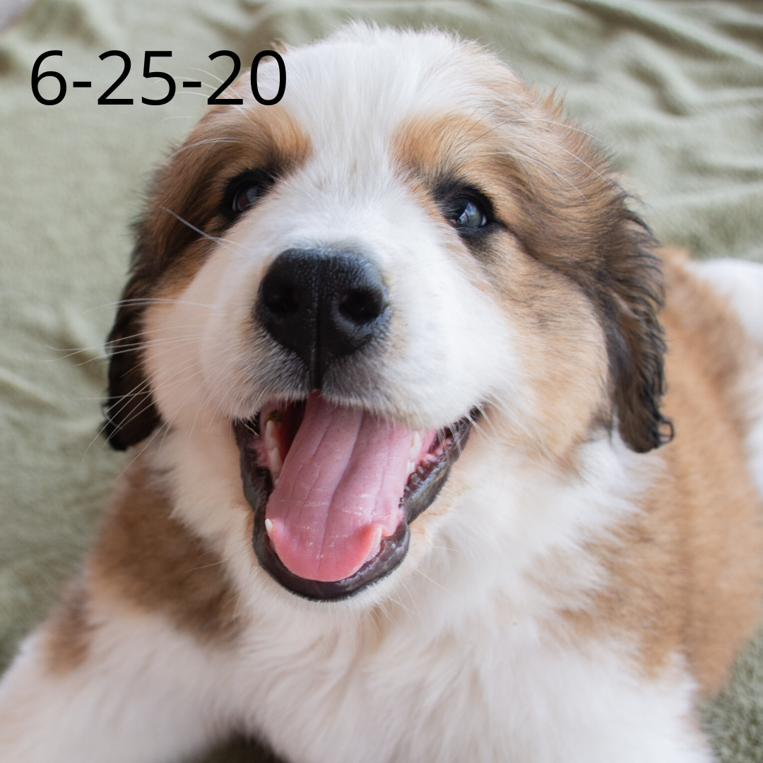 Joey (Sold) Male Great Bernese Puppy