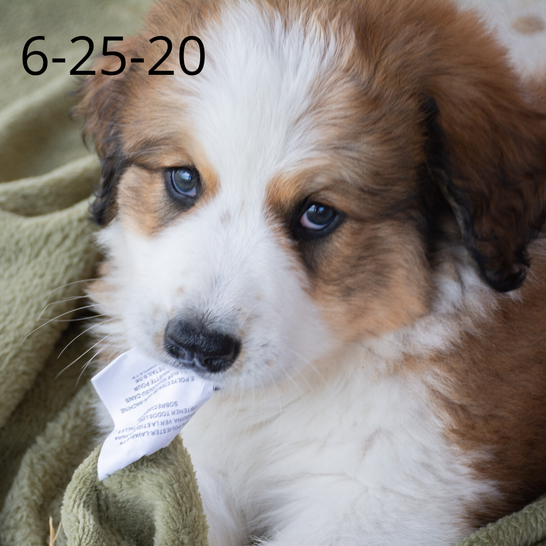 Joey (Sold) Male Great Bernese Puppy