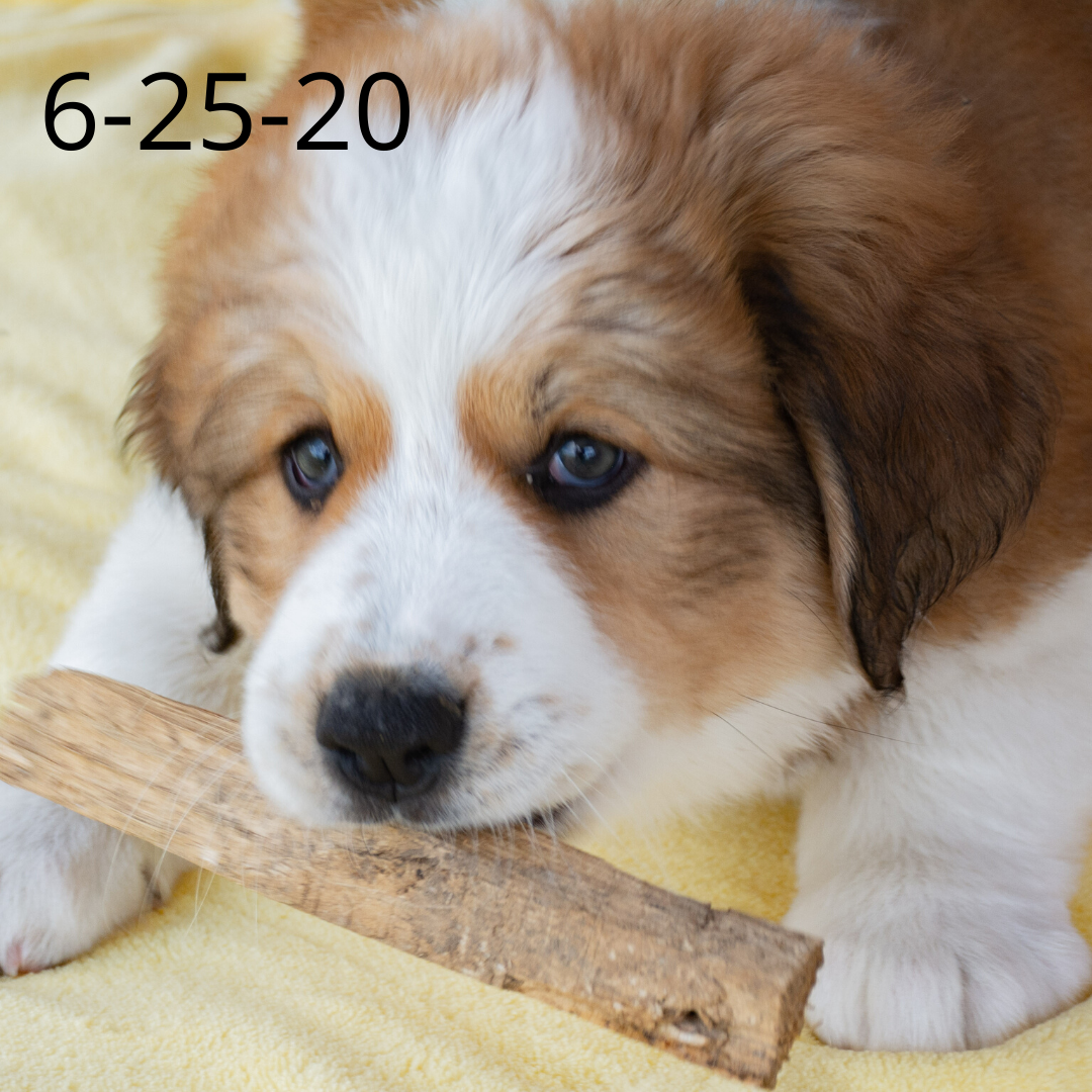 Phoebe (Sold) Female Great Bernese Puppy