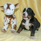 Gwen the Female Bernese Mountain Dog Puppy Camelot January With Stuffed Animal Baby Goat Toy
