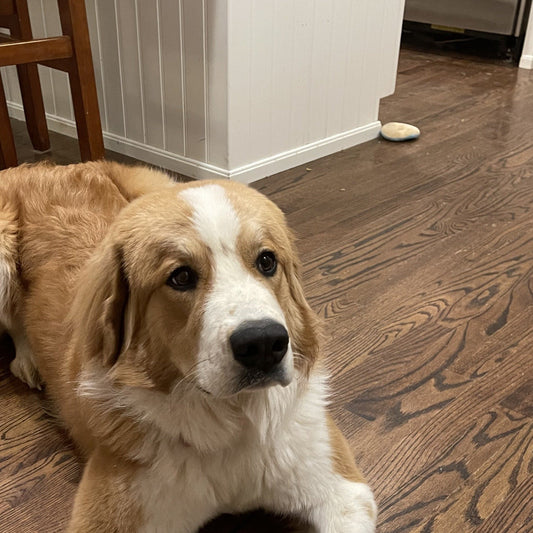 Rachel (Sold) Female Great Bernese Puppy