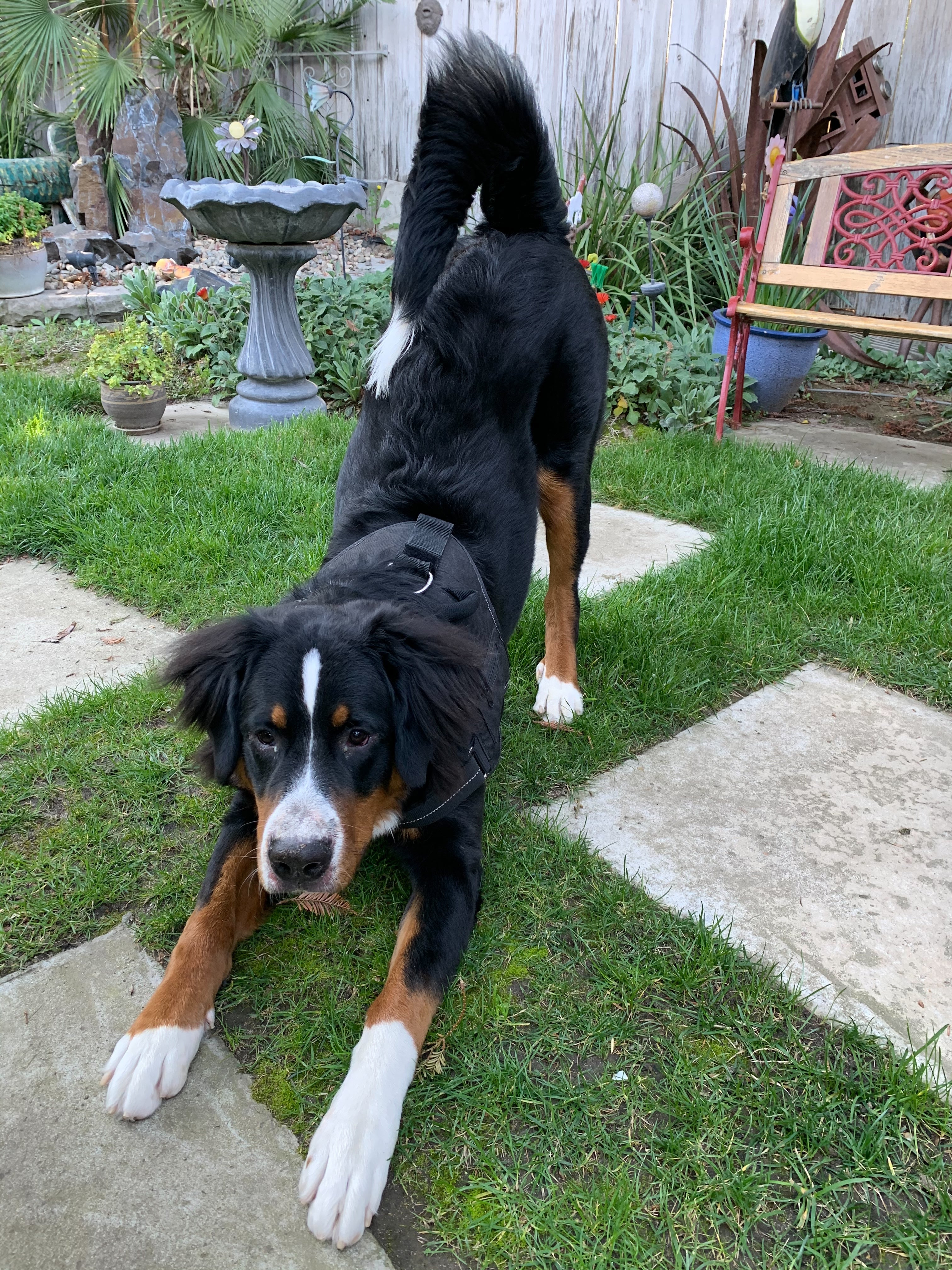 Victory (Sold) Female Bernese Mountain Dog Puppy
