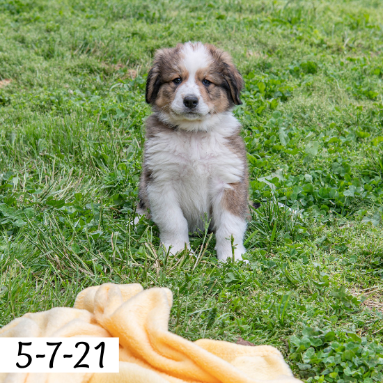 Meredith (Sold) Female Great Bernese Puppy