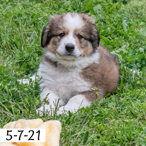 Meredith Female Great Bernese Puppy