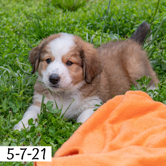 Holly (Sold) Female Great Bernese Puppy