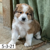 Toby (Sold) Male Great Bernese Puppy