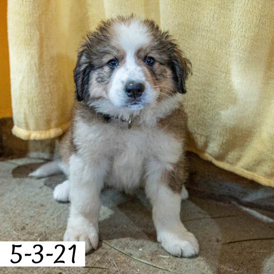 Meredith (Sold) Female Great Bernese Puppy