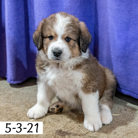 Phyllis (Sold) Female Great Bernese Puppy