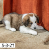 Michael Male Great Bernese Puppy
