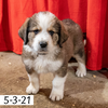 Dwight Male Great Bernese Puppy