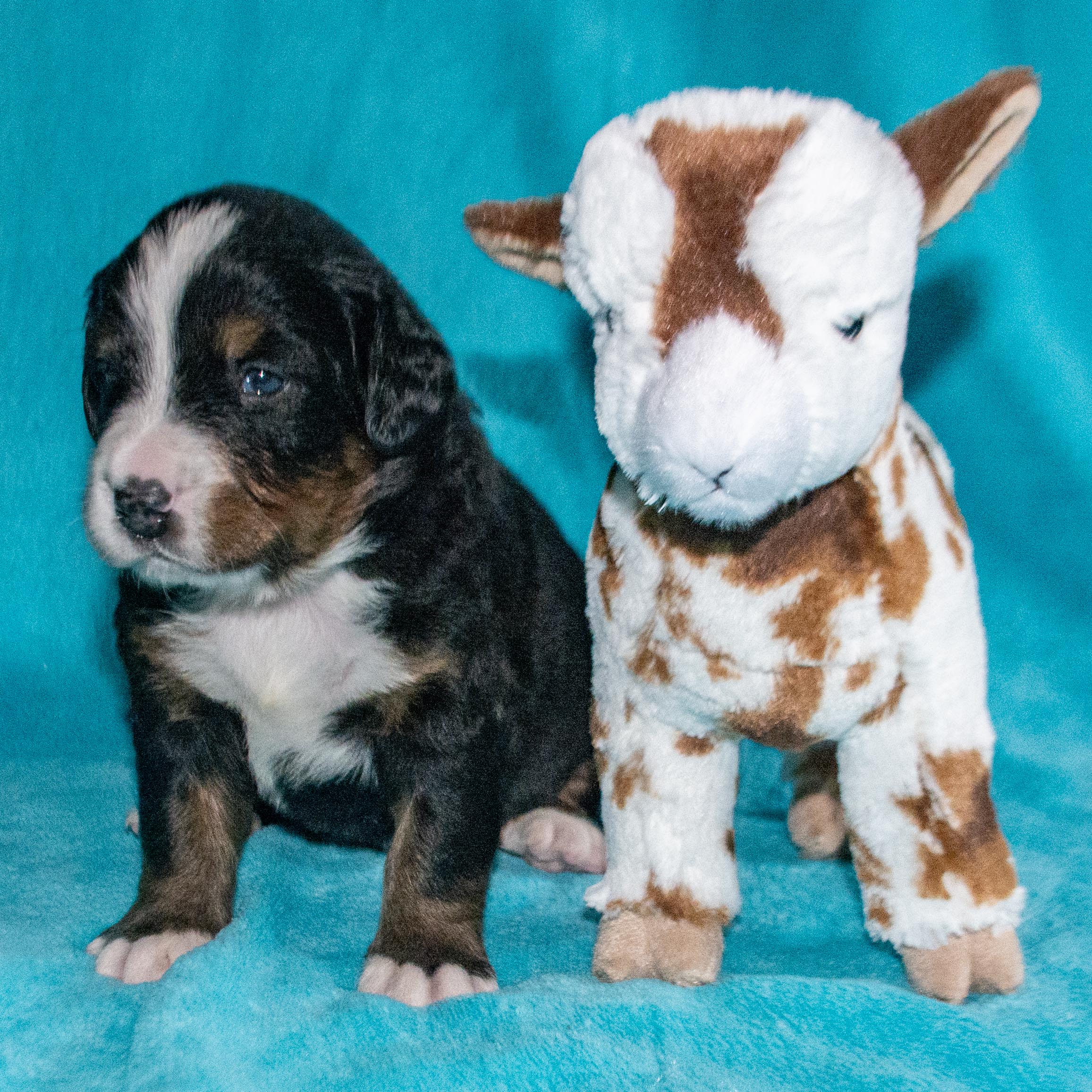 Morgana the female Bernese Mountain Dog Puppy Camelot January With Stuffed Animal Baby Goat Toy