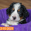 Pendragon (Sold) Male Bernese Mountain Dog Puppy