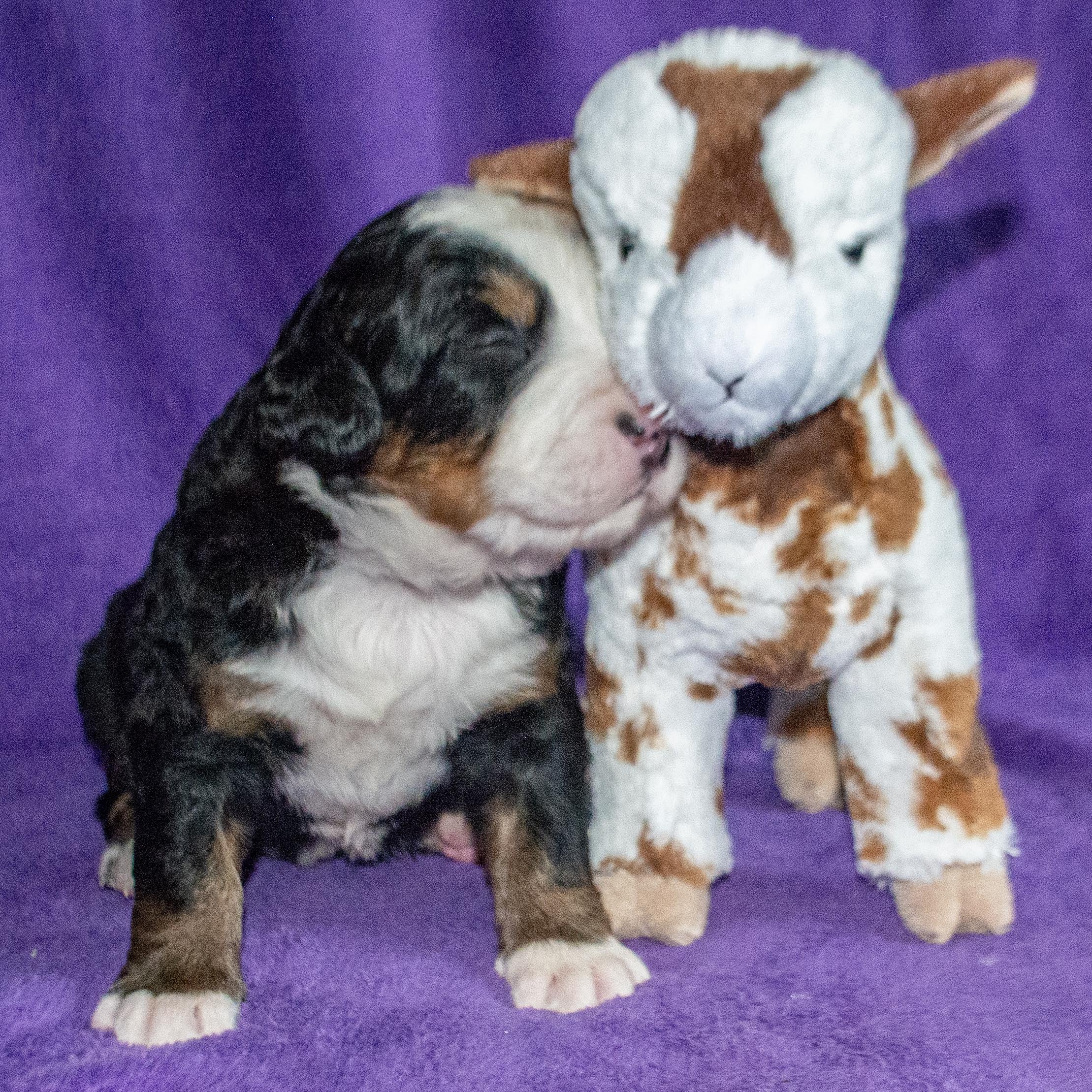 Pendragon the Male Bernese Mountain Dog Puppy Camelot January With Stuffed Animal Baby Goat Toy