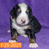 Pendragon Bernese Mountain Dog January Camelot Litter Male Puppy