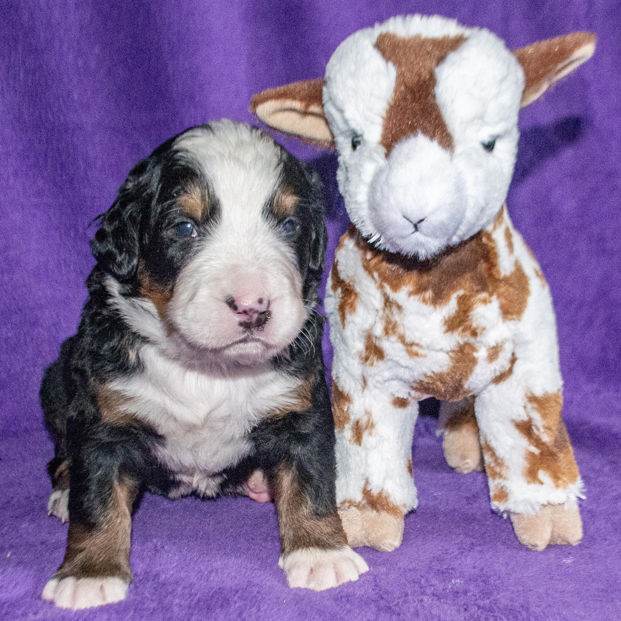 Pendragon a Male Bernese Mountain Dog Puppy Camelot January With Stuffed Animal Baby Goat Toy