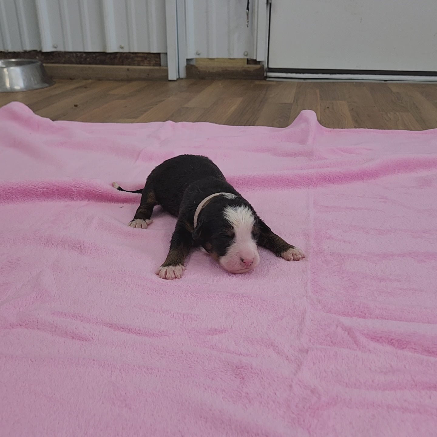 bernese mountain dog four days old