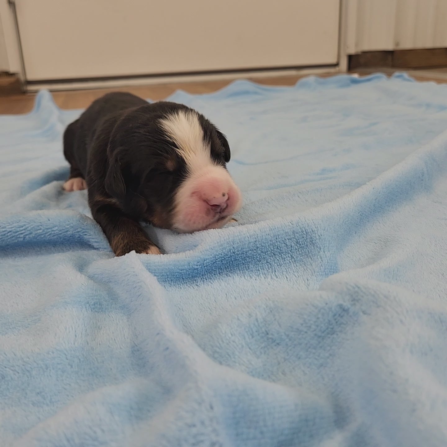 bernese mountain dog four days old