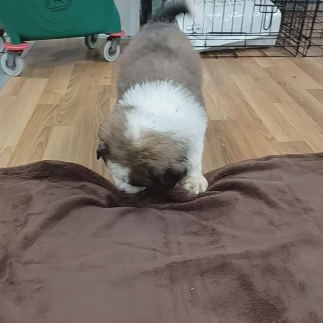 great bernese puppy for sale