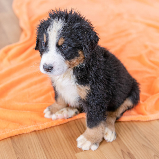 bernese mountain dog puppy for sale