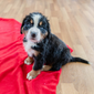 bernese mountain dog puppy for sale